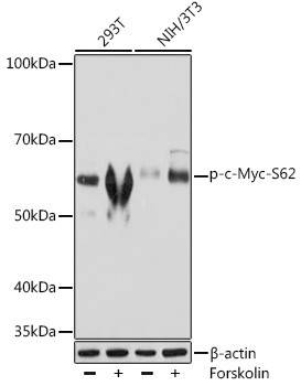 Phospho-c-Myc (Ser62) Antibody in Western Blot (WB)