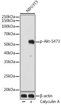 Phospho-AKT1/AKT2/AKT3 (Ser473) Antibody in Western Blot (WB)