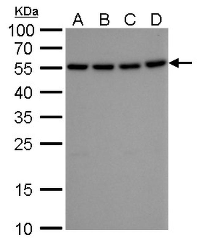 ATG12 Antibody in Western Blot (WB)