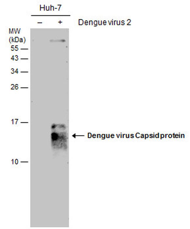 Dengue Virus Type 2 Capsid Antibody in Western Blot (WB)