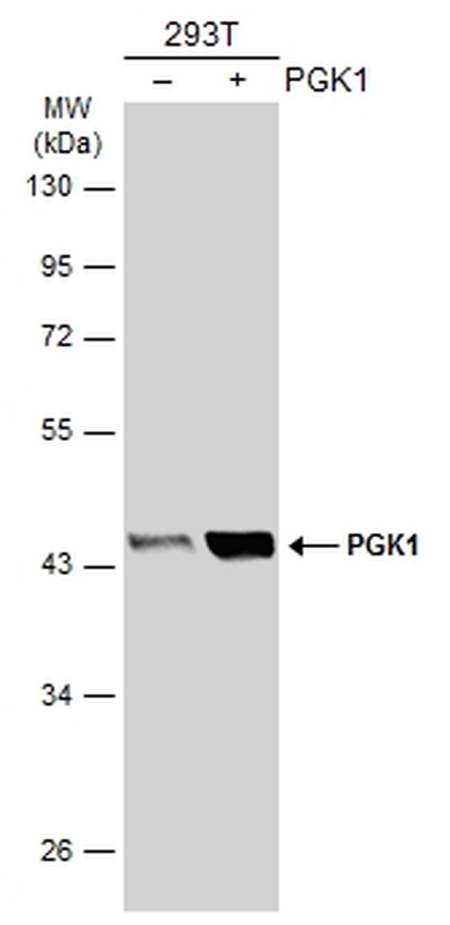 PGK1 Antibody in Western Blot (WB)