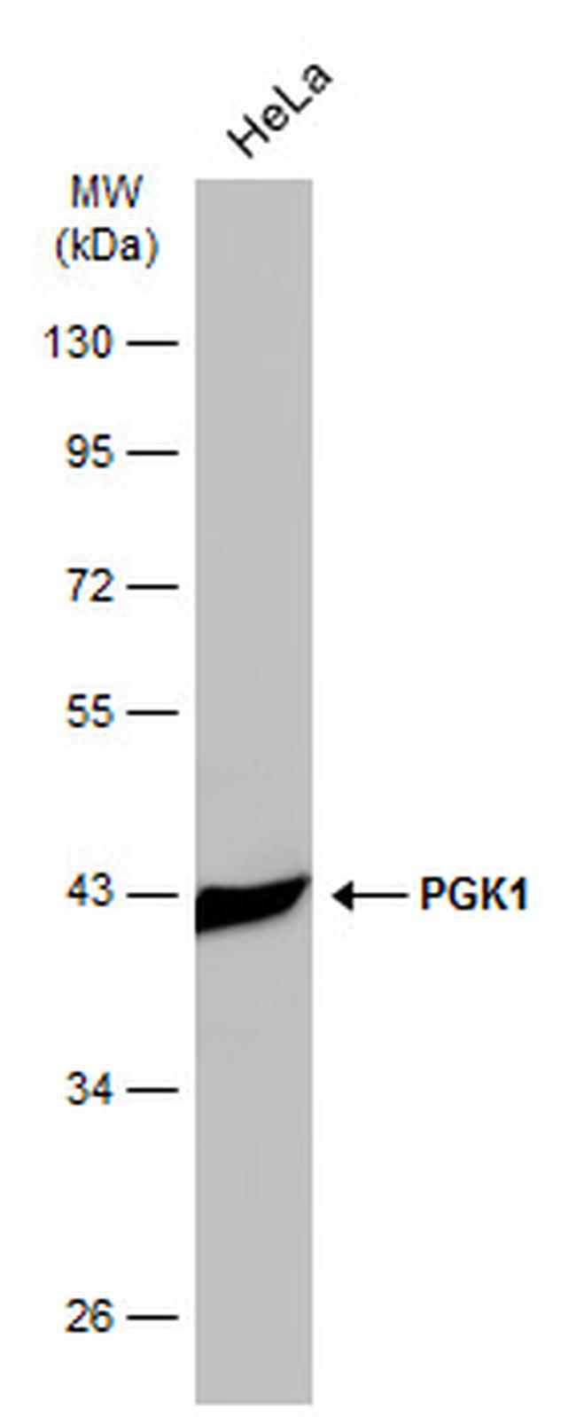 PGK1 Antibody in Western Blot (WB)