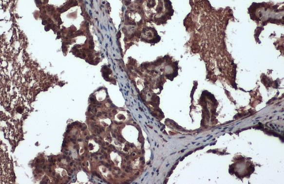 Crkl Antibody in Immunohistochemistry (Paraffin) (IHC (P))