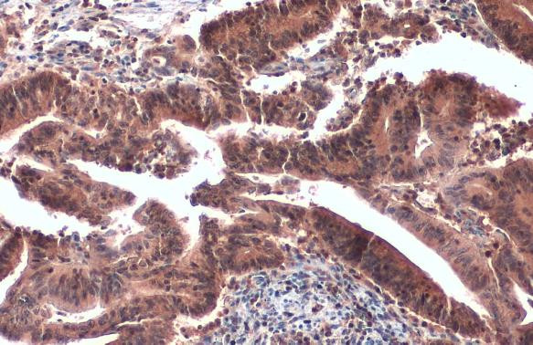 Crkl Antibody in Immunohistochemistry (Paraffin) (IHC (P))