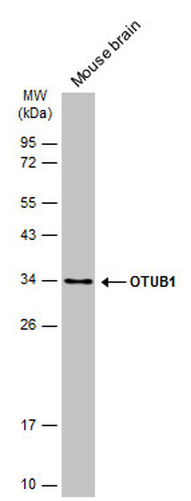 OTUB1 Antibody in Western Blot (WB)