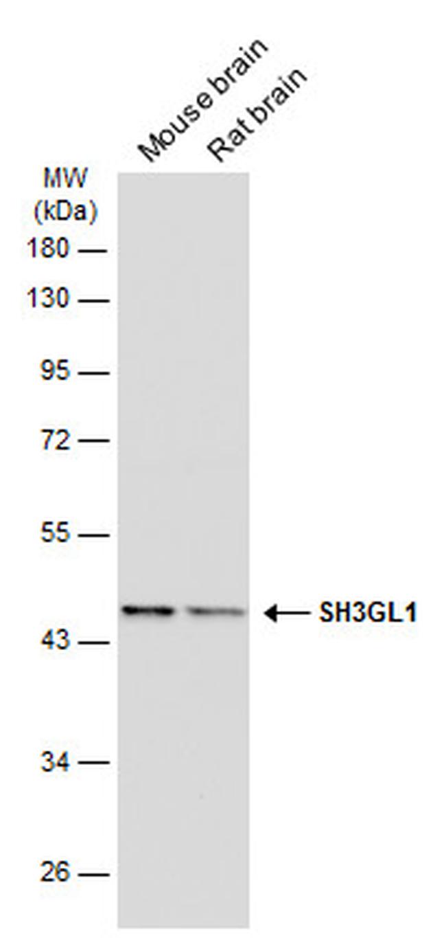 SH3GL1 Antibody in Western Blot (WB)