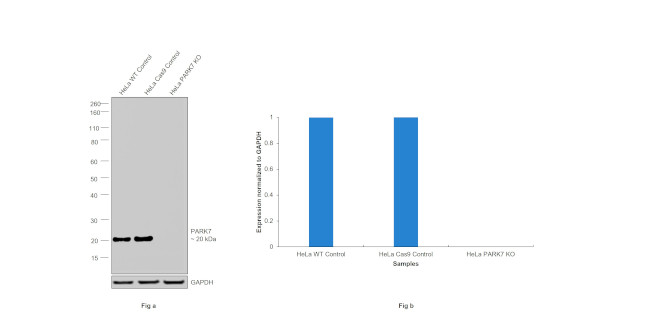 PARK7 Antibody in Western Blot (WB)