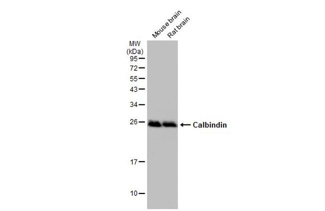 Calbindin Antibody in Western Blot (WB)