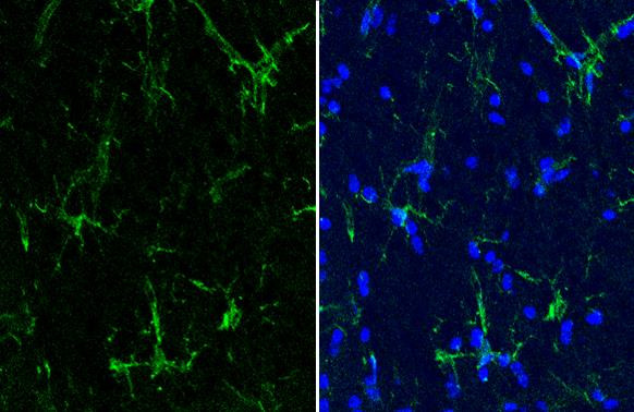 IBA1 Antibody in Immunohistochemistry (Frozen) (IHC (F))