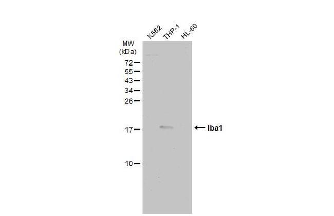 IBA1 Antibody in Western Blot (WB)