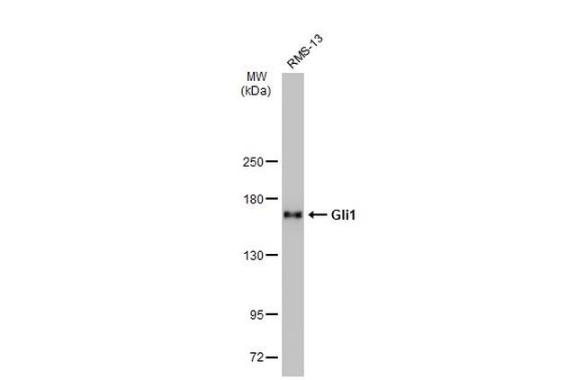 GLI1 Antibody in Western Blot (WB)