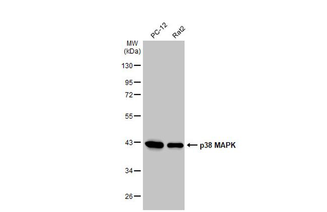 p38 MAPK Antibody in Western Blot (WB)