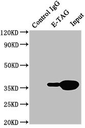 E Tag Antibody in Immunoprecipitation (IP)