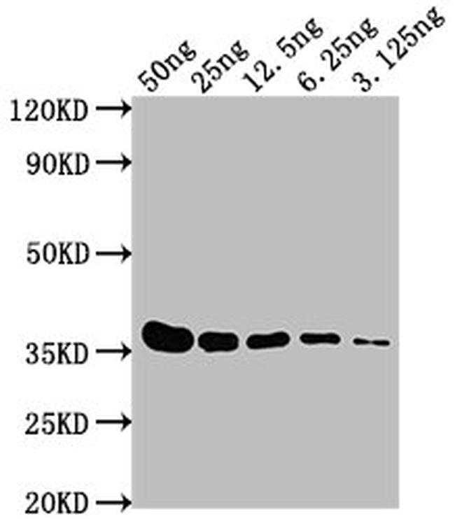 E Tag Antibody in Western Blot (WB)