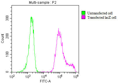 E. coli GLB1 Antibody in Flow Cytometry (Flow)