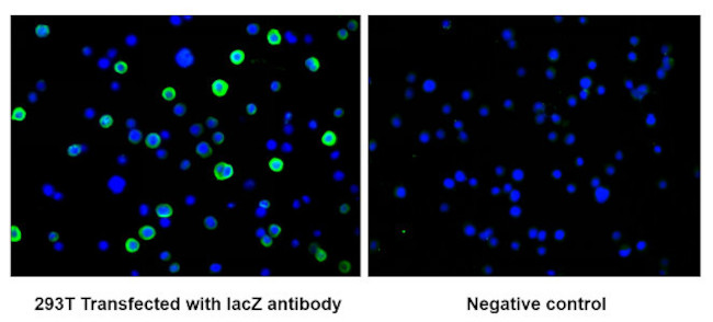 E. coli GLB1 Antibody in Immunocytochemistry (ICC/IF)