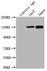 E. coli GLB1 Antibody in Immunoprecipitation (IP)