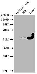 PKM Antibody in Immunoprecipitation (IP)