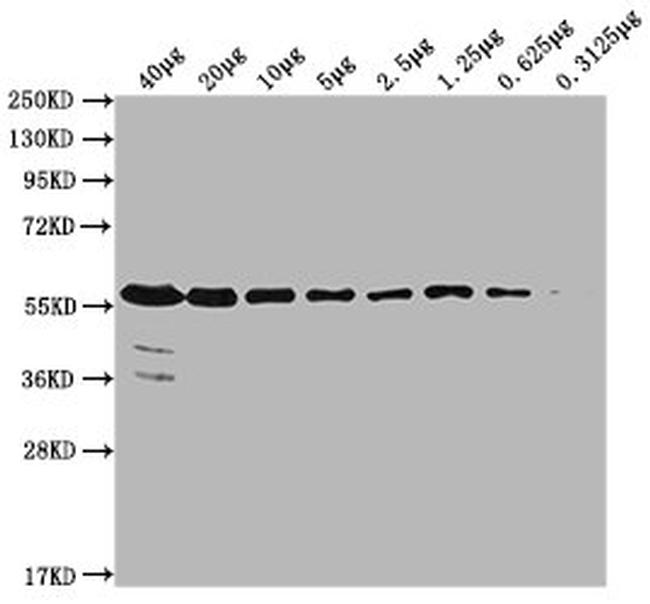 PKM Antibody in Western Blot (WB)