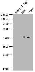 PKM Antibody in Immunoprecipitation (IP)