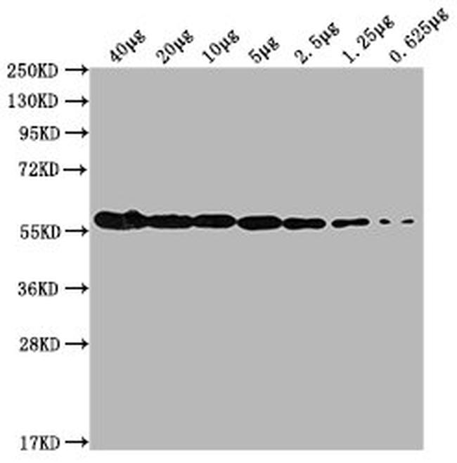 PKM Antibody in Western Blot (WB)