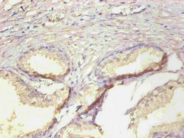 NGAL Antibody in Immunohistochemistry (Paraffin) (IHC (P))