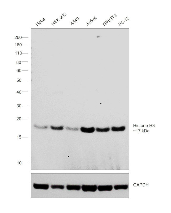 Histone H3 Antibody in Western Blot (WB)