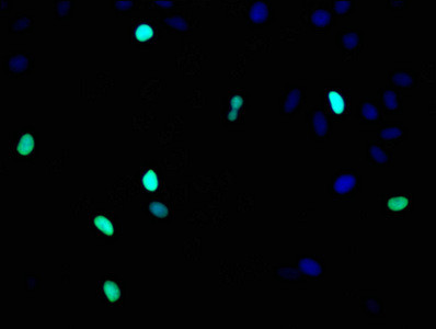 Histone H3 Antibody in Immunocytochemistry (ICC/IF)