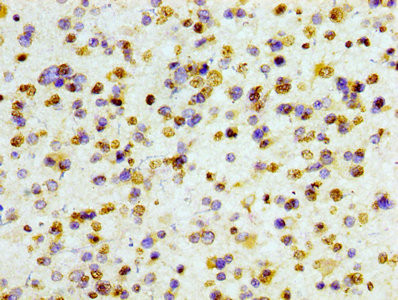 Histone H3 Antibody in Immunohistochemistry (Paraffin) (IHC (P))