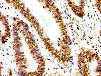 Histone H3 Antibody in Immunohistochemistry (Paraffin) (IHC (P))