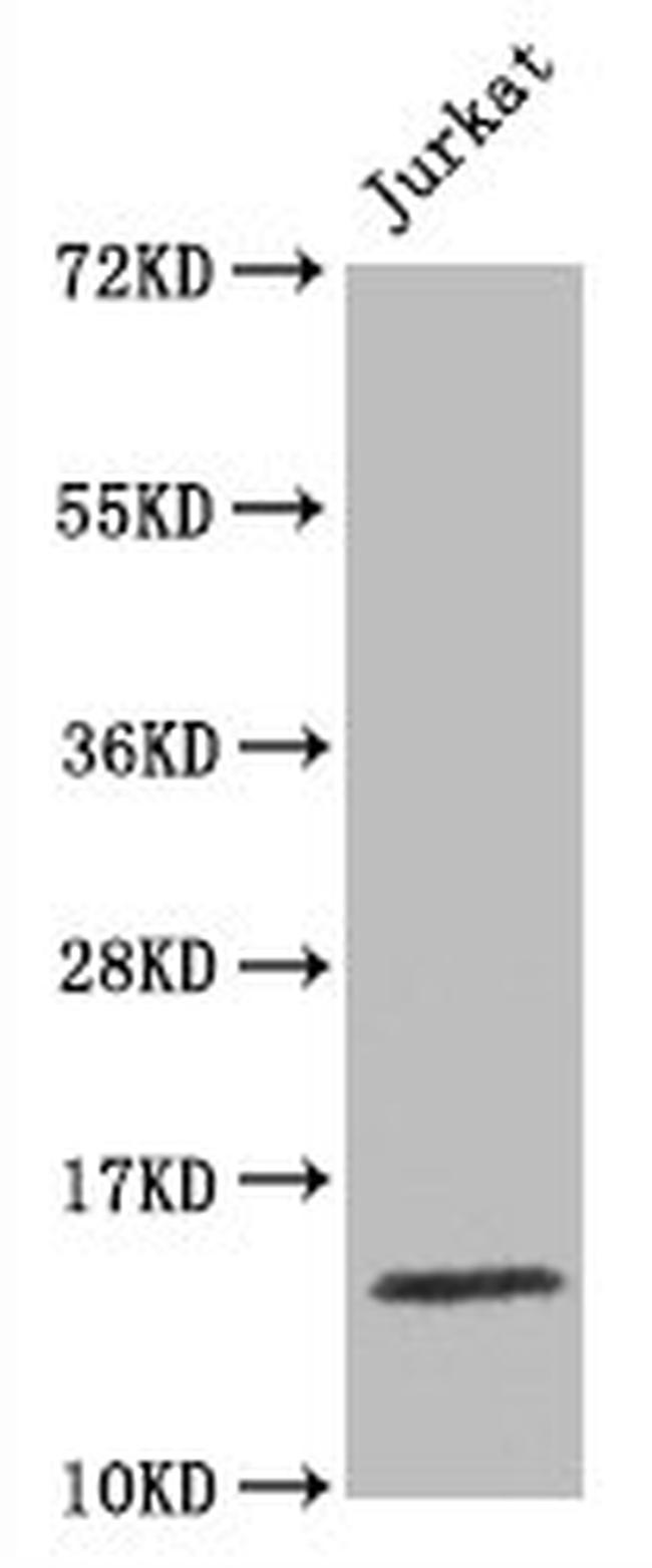 Histone H3 Antibody in Western Blot (WB)