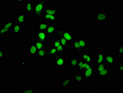 H3K36me1 Antibody in Immunocytochemistry (ICC/IF)