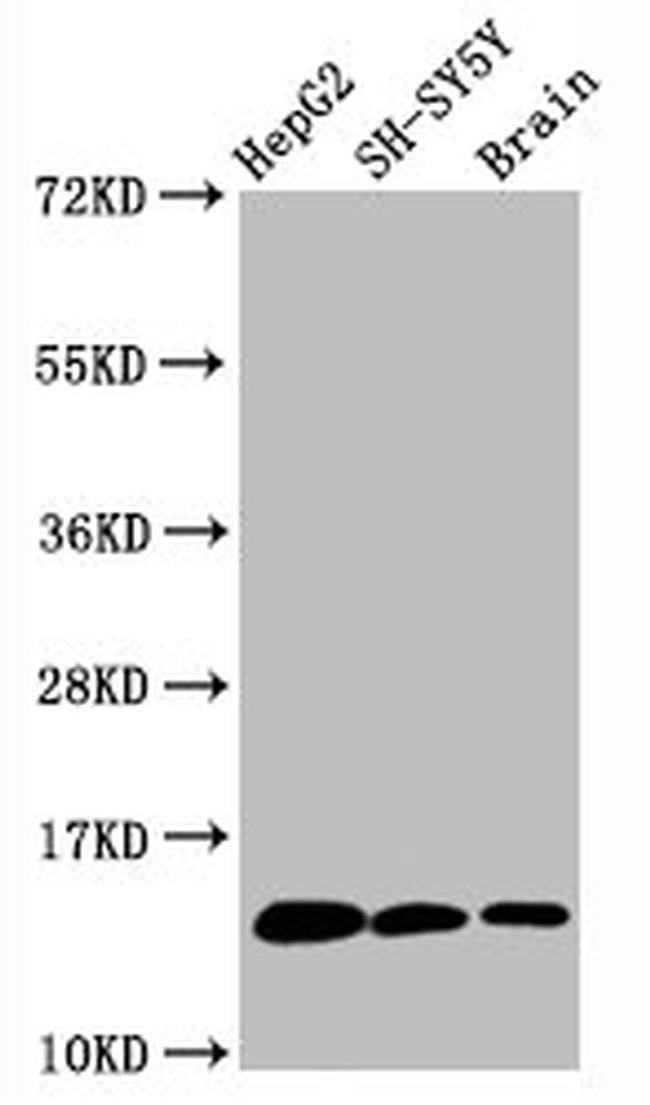 H3K36me1 Antibody in Western Blot (WB)