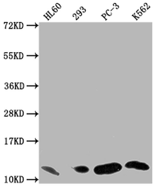 MIF Antibody in Western Blot (WB)