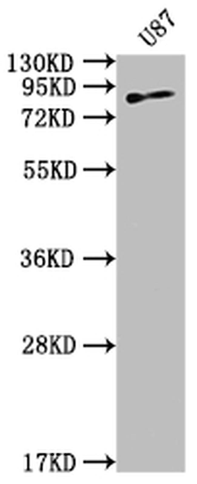 TGM2 Antibody in Western Blot (WB)