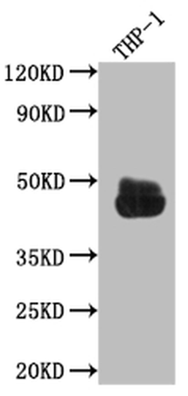 FCGR2A Antibody in Western Blot (WB)