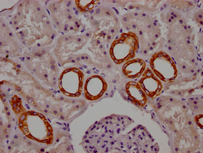 CYP1A2 Antibody in Immunohistochemistry (Paraffin) (IHC (P))