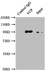 VCP Antibody in Immunoprecipitation (IP)