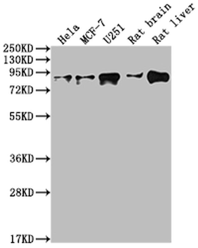 VCP Antibody in Western Blot (WB)