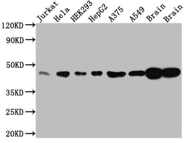 ERK2 Antibody in Western Blot (WB)