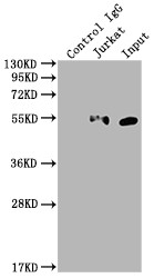 KLF4 Antibody in Immunoprecipitation (IP)