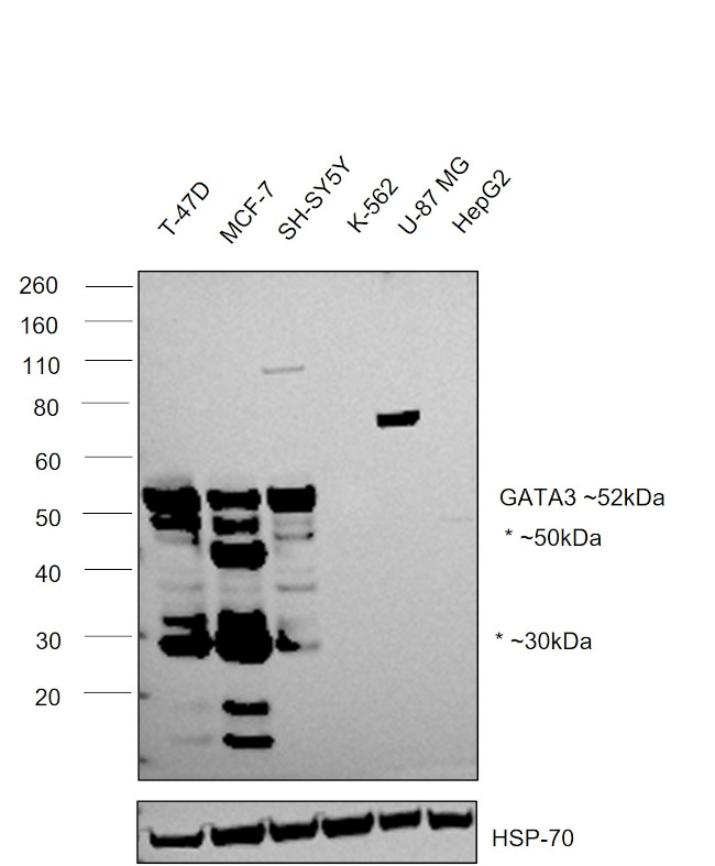 GATA3 Antibody in Western Blot (WB)