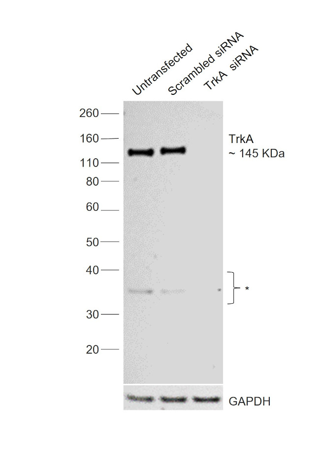 TrkA Antibody