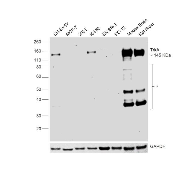 TrkA Antibody in Western Blot (WB)