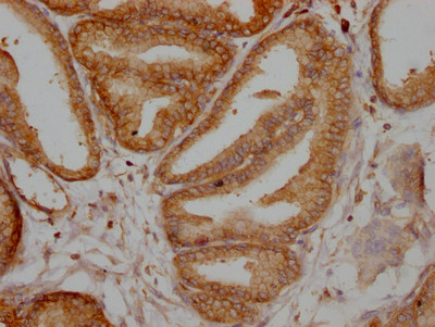 TPT1 Antibody in Immunohistochemistry (Paraffin) (IHC (P))