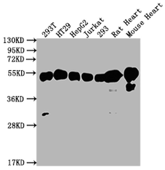 ATP Synthase beta Antibody in Western Blot (WB)