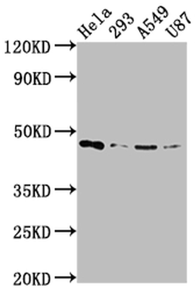 MEK1 Antibody in Western Blot (WB)