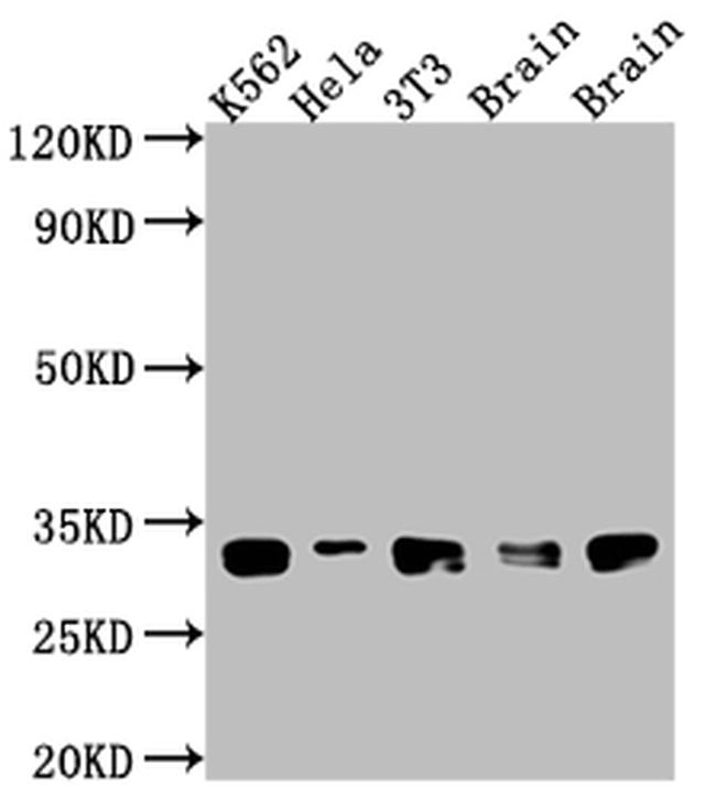 Bcl-xL Antibody in Western Blot (WB)