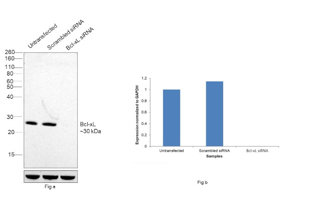 Bcl-xL Antibody in Western Blot (WB)