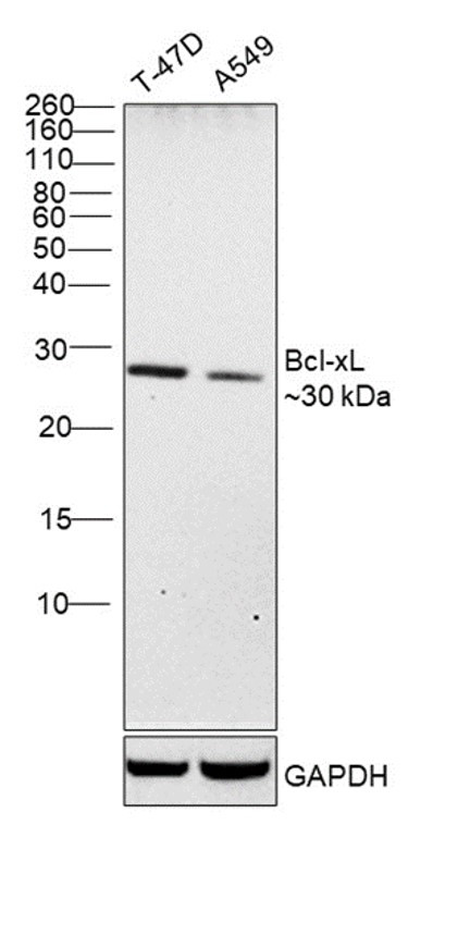 Bcl-xL Antibody in Western Blot (WB)